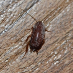 Blattodea (order) at Wamboin, NSW - 29 Sep 2019 11:54 AM