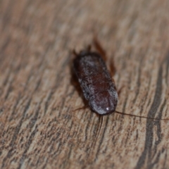 Blattodea (order) at Wamboin, NSW - 29 Sep 2019 11:54 AM