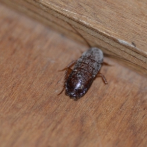 Blattodea (order) at Wamboin, NSW - 29 Sep 2019