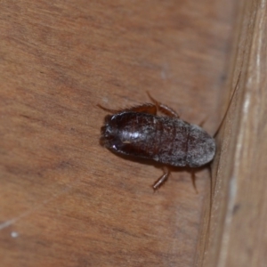 Blattodea (order) at Wamboin, NSW - 29 Sep 2019 11:54 AM