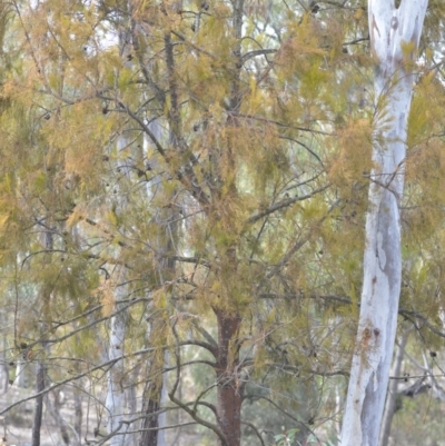 Exocarpos cupressiformis (Cherry Ballart) at Wamboin, NSW - 29 Sep 2019 by natureguy