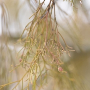 Exocarpos cupressiformis at Wamboin, NSW - 29 Sep 2019 01:30 PM