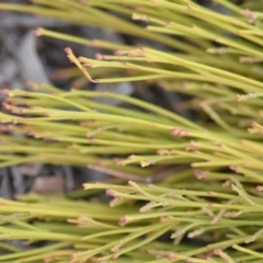 Exocarpos cupressiformis at Wamboin, NSW - 29 Sep 2019 01:30 PM