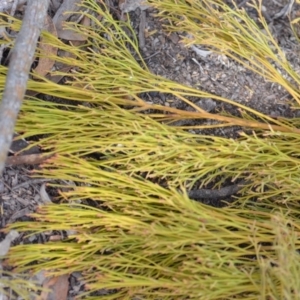 Exocarpos cupressiformis at Wamboin, NSW - 29 Sep 2019 01:30 PM