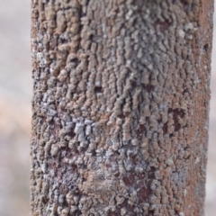 Exocarpos cupressiformis at Wamboin, NSW - 29 Sep 2019 01:30 PM