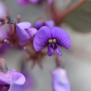 Hardenbergia violacea at Wamboin, NSW - 29 Sep 2019 01:31 PM