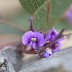 Hardenbergia violacea at Wamboin, NSW - 29 Sep 2019