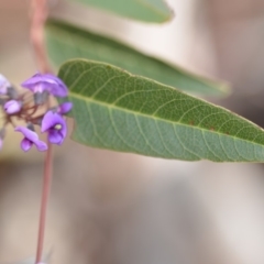 Hardenbergia violacea at Wamboin, NSW - 29 Sep 2019