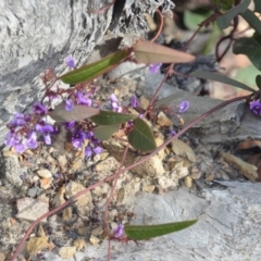 Hardenbergia violacea at Wamboin, NSW - 29 Sep 2019