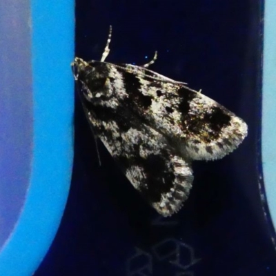 Barea confusella (A Concealer moth) at Kambah, ACT - 23 Nov 2019 by HarveyPerkins