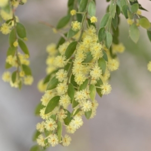 Acacia howittii at Wamboin, NSW - 29 Sep 2019 01:32 PM