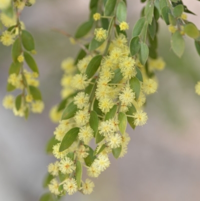 Acacia howittii (Sticky Wattle) at Wamboin, NSW - 29 Sep 2019 by natureguy