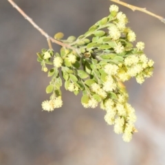 Acacia howittii at Wamboin, NSW - 29 Sep 2019 01:32 PM