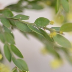 Acacia howittii at Wamboin, NSW - 29 Sep 2019