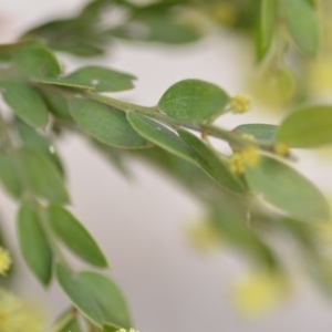 Acacia howittii at Wamboin, NSW - 29 Sep 2019 01:32 PM