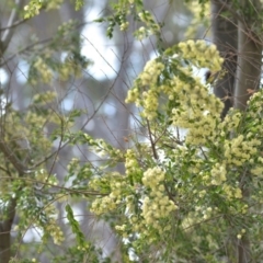 Acacia howittii at Wamboin, NSW - 29 Sep 2019 01:32 PM