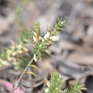 Melichrus urceolatus at Wamboin, NSW - 29 Sep 2019