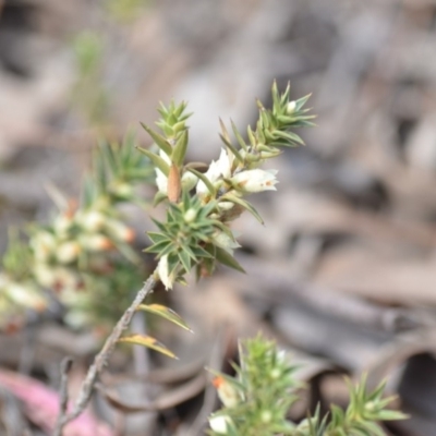 Melichrus urceolatus (Urn Heath) at Wamboin, NSW - 29 Sep 2019 by natureguy