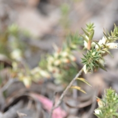 Melichrus urceolatus at Wamboin, NSW - 29 Sep 2019 01:34 PM