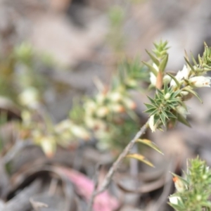 Melichrus urceolatus at Wamboin, NSW - 29 Sep 2019