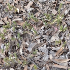 Melichrus urceolatus at Wamboin, NSW - 29 Sep 2019