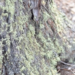 Usnea sp. (genus) at Wamboin, NSW - 29 Sep 2019 01:34 PM