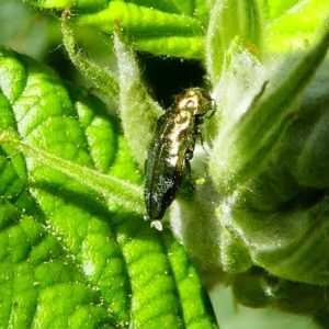 Aaaaba fossicollis at Tennent, ACT - 17 Nov 2019 03:02 PM