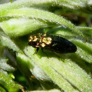 Aaaaba fossicollis at Tennent, ACT - 17 Nov 2019 03:02 PM