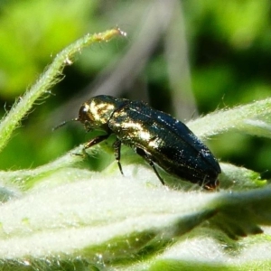 Aaaaba fossicollis at Tennent, ACT - 17 Nov 2019 03:02 PM