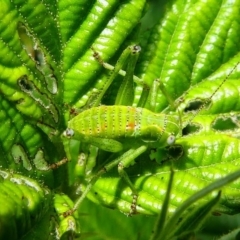 Caedicia sp. (genus) (Katydid) at Tennent, ACT - 17 Nov 2019 by HarveyPerkins