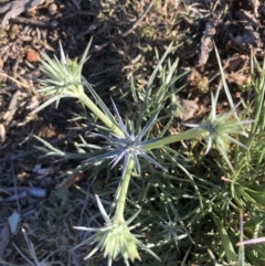 Eryngium ovinum (Blue Devil) at Ainslie, ACT - 13 Nov 2019 by JessGio