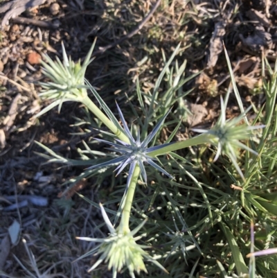 Eryngium ovinum (Blue Devil) at Ainslie, ACT - 13 Nov 2019 by JessGio