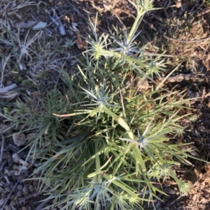 Eryngium ovinum at Ainslie, ACT - 14 Nov 2019