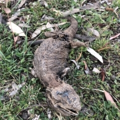 Pogona barbata (Eastern Bearded Dragon) at Ainslie, ACT - 14 Nov 2019 by JessGio