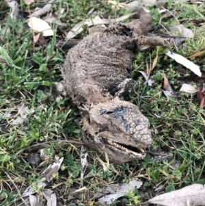 Pogona barbata at Ainslie, ACT - suppressed