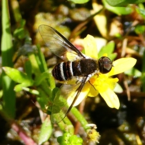 Villa sp. (genus) at Tennent, ACT - 17 Nov 2019 02:14 PM