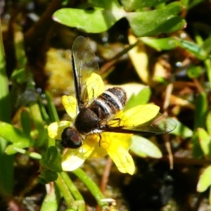 Villa sp. (genus) at Tennent, ACT - 17 Nov 2019 02:14 PM