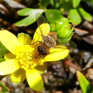 Villa sp. (genus) at Tennent, ACT - 17 Nov 2019