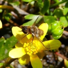 Villa sp. (genus) at Tennent, ACT - 17 Nov 2019 02:15 PM