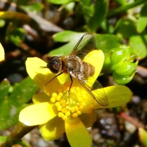 Villa sp. (genus) at Tennent, ACT - 17 Nov 2019 02:15 PM