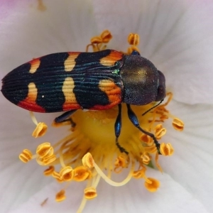 Castiarina sexplagiata at Tennent, ACT - 17 Nov 2019 02:36 PM