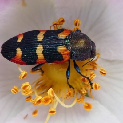 Castiarina sexplagiata (Jewel beetle) at Tennent, ACT - 17 Nov 2019 by HarveyPerkins