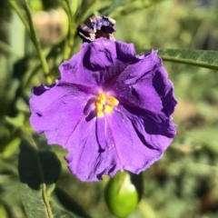 Solanum linearifolium (Kangaroo Apple) at Ainslie, ACT - 14 Nov 2019 by JessGio