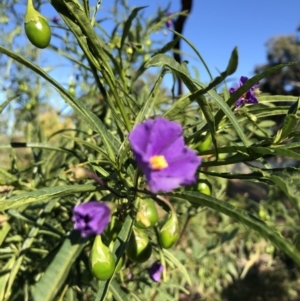 Solanum linearifolium at Ainslie, ACT - 14 Nov 2019
