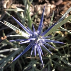 Eryngium ovinum (Blue Devil) at Ainslie, ACT - 18 Nov 2019 by JessGio