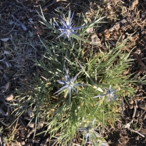 Eryngium ovinum at Ainslie, ACT - 19 Nov 2019