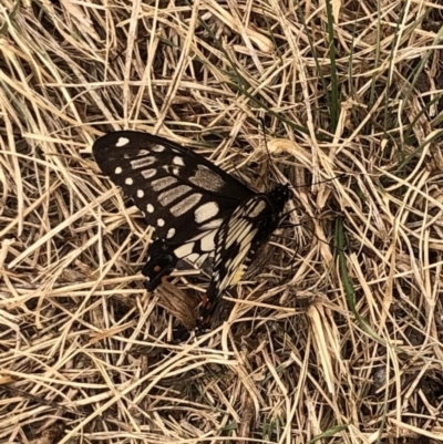 Papilio anactus (Dainty Swallowtail) at Ainslie, ACT - 22 Nov 2019 by JessGio