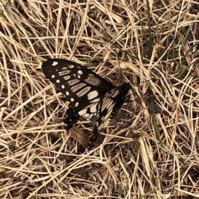 Papilio anactus (Dainty Swallowtail) at Ainslie, ACT - 21 Nov 2019 by JessGio