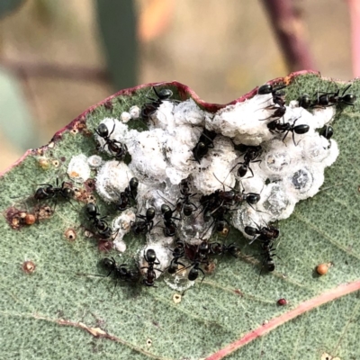 Anonychomyrma sp. (genus) (Black Cocktail Ant) at Jerrabomberra, NSW - 23 Nov 2019 by Wandiyali