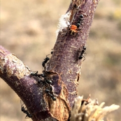 Anonychomyrma sp. (genus) at Jerrabomberra, NSW - 24 Nov 2019